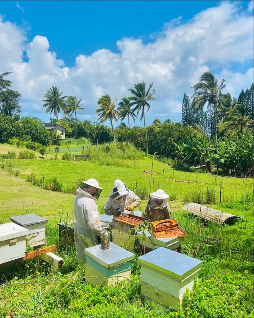 Three people in bee suits working hive boxes in a green field under coconut palms.