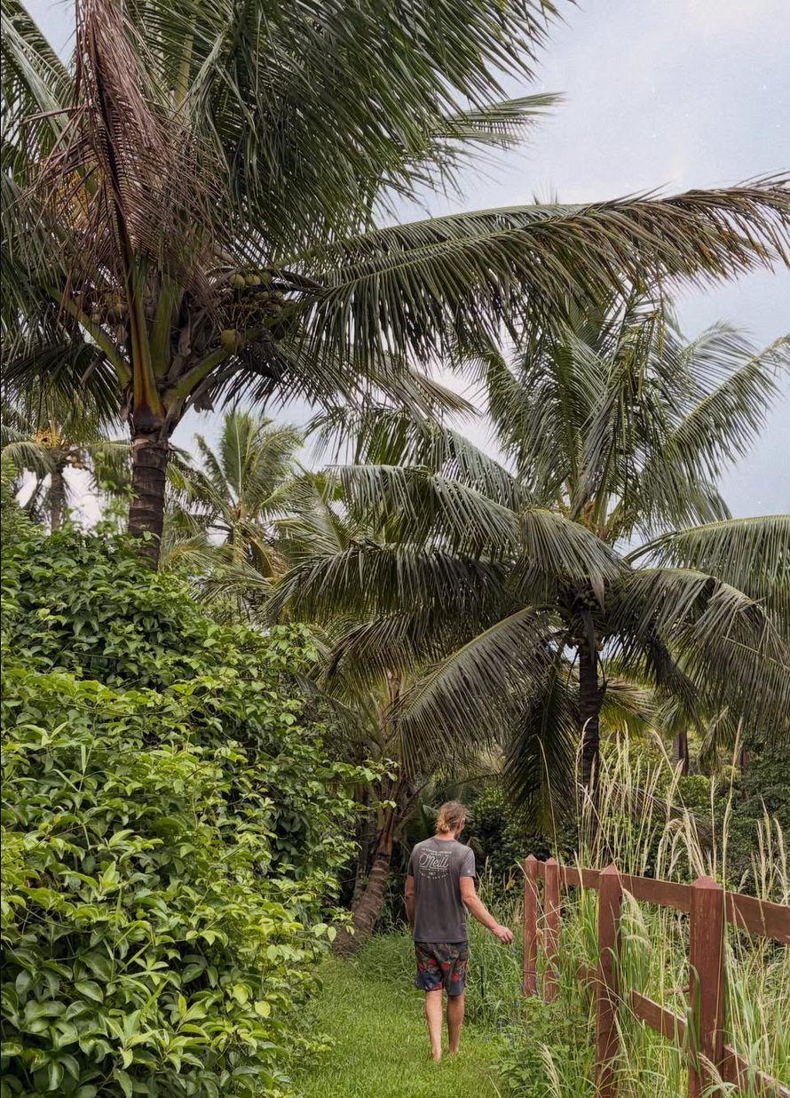 A path under coconut palms on the farm.