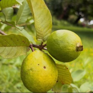 Two guavas on the branch.