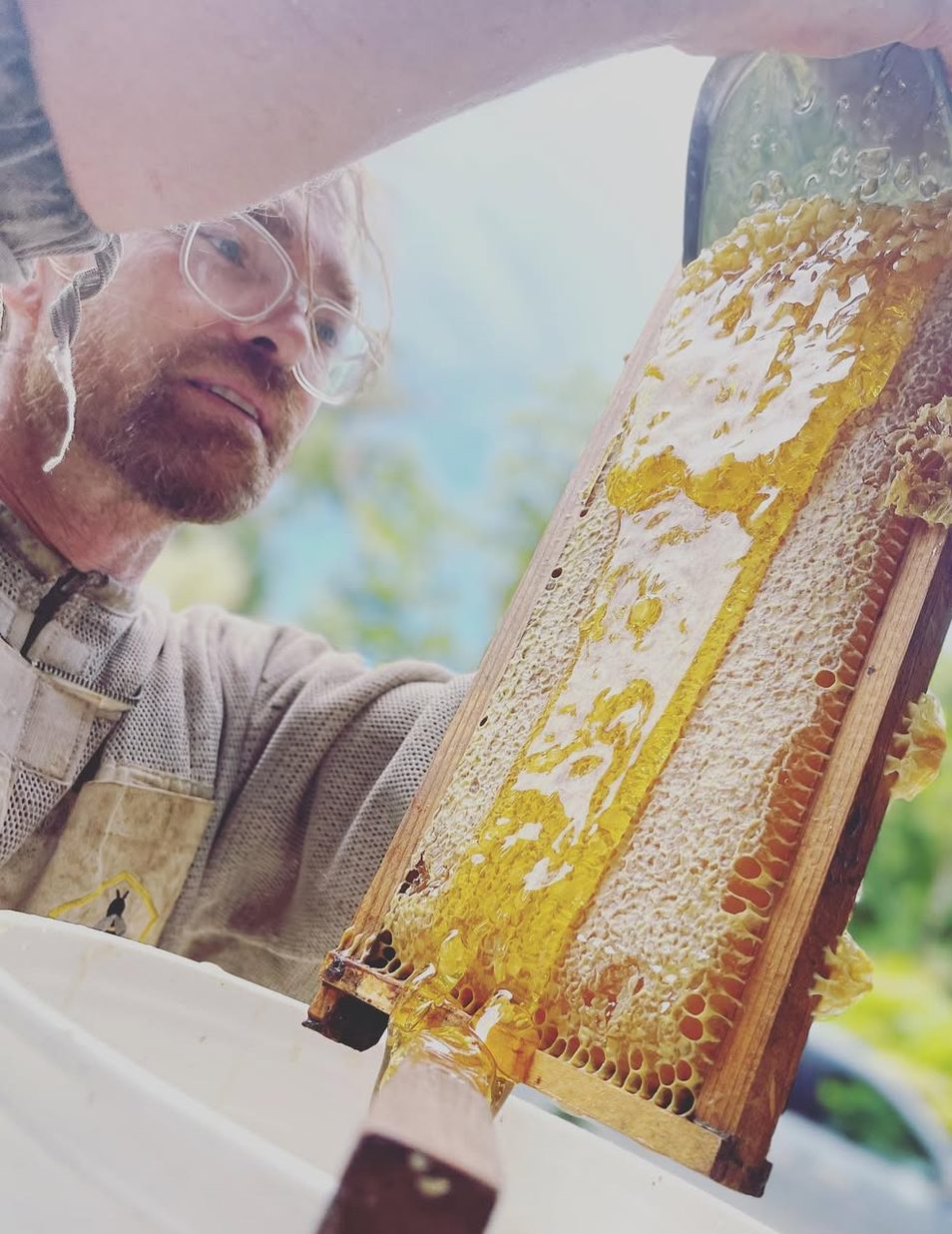 A frame of honeycomb being lifted from a hive, dripping honey.