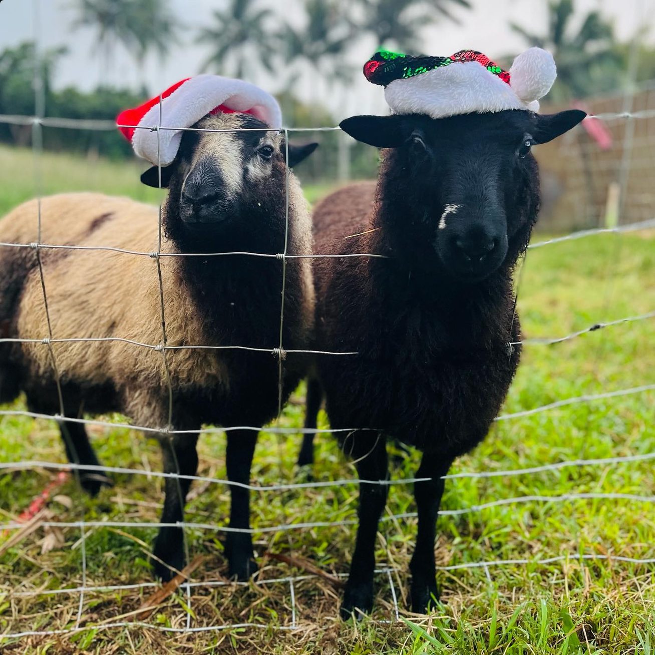 Two of the farm's sheep at the fence, wearing Santa hats.
